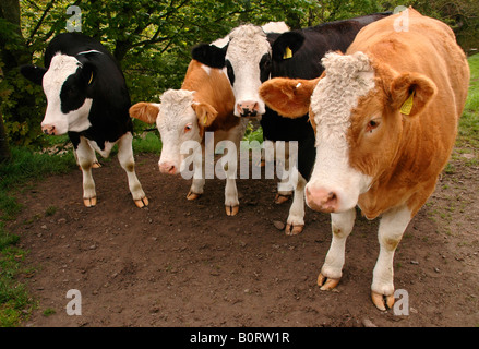 A close up of a  group of young black/white and tan/white cows standing in a field. Stock Photo