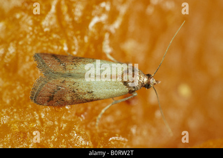 Indian Meal Moth (Plodia interpunctella) Stock Photo