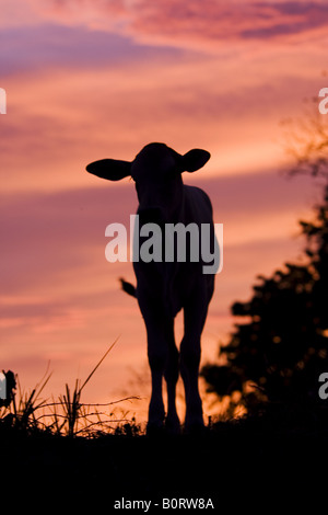 Young calf silhouetted against a bright red sky from the setting sun