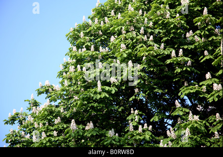 Detail of flowering horse chestnut tree in London Stock Photo