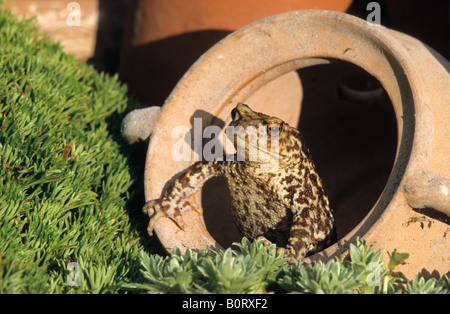 Common Toad (Bufo bufo) in flower pot Stock Photo