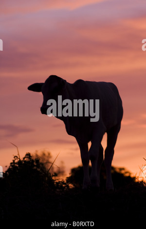 Young calf silhouetted against a bright red sky from the setting sun