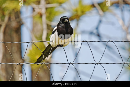 European magpie Pica pica sitting on a fence with blue sky and trees in background with shallow depth of field Stock Photo
