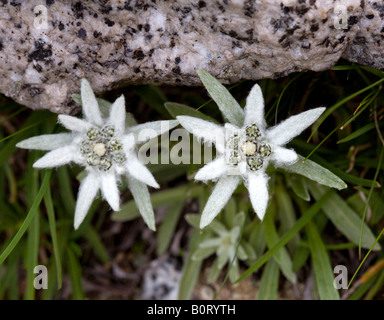 edelweiss alpine stars songs