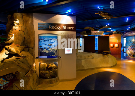 Educational exhibits at the Museum of Natural History Morro Bay State Park Morro Bay California Stock Photo