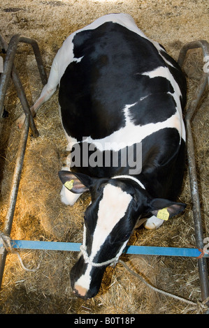 Holstien cow laid down in stall Lancashire England Stock Photo