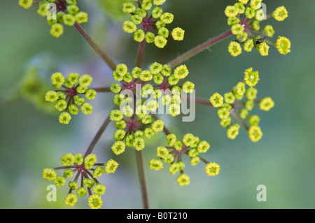 Wild parsnip Pastinaca sativa flowers about to open Stock Photo