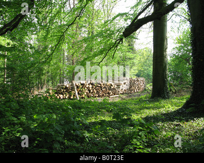 Woodland sceen surrounded by green.stacked up logs Landscape Stock Photo