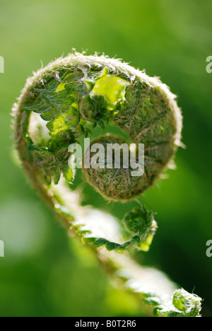 CLOSE UP OF WILD BRACKEN PLANT BEGINNING TO UNFURL IN SPRING Stock Photo