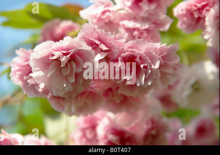 Pink flowering cherry blossom growing on a cherry tree in sunshine Stock Photo