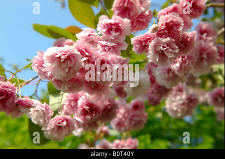 Pink flowering cherry blossom growing on a cherry tree in sunshine Stock Photo