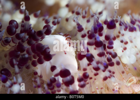 Juvenile Coleman Shrimp on a white shell in a fire urchin under water Stock Photo