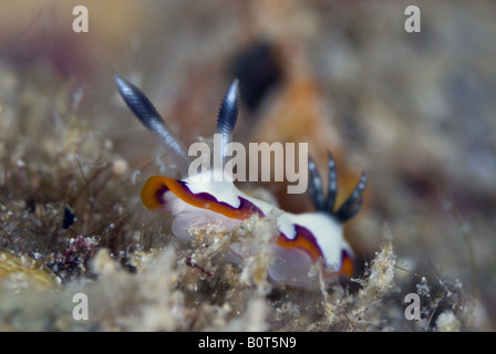 Nudibranch with white body and ondulated orange and purple outline and grey rhinophores under water Stock Photo