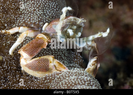 White porcelain crab with red spots in an anemone under water Stock Photo