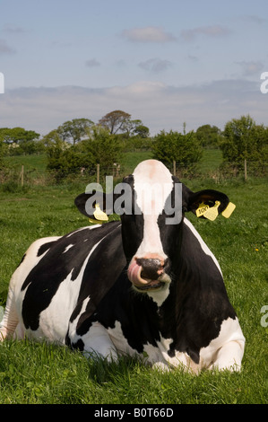 Holstien cow laid down in field licking its nose Cumbria Stock Photo