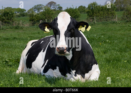 Holstien cow laid down in field Cumbria Stock Photo