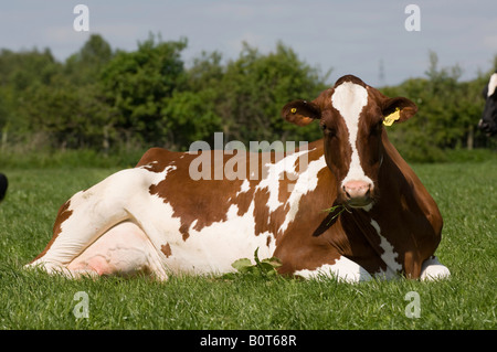 Red holstien cow laid down in field Cumbria Stock Photo