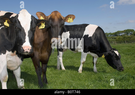 Herd of Holstien and Danish Red dairy cattle in pasture Cumbria England Stock Photo
