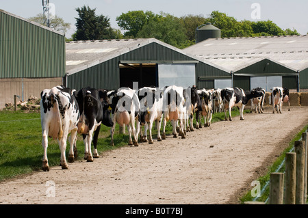 Holstein dairy cattle coming in farmyard for milking Cumbria England Stock Photo