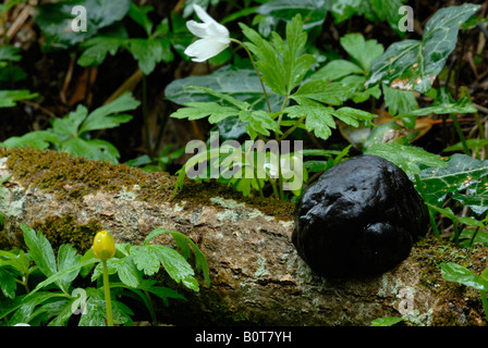 Daldinia concentrica King Alfreds Cakes on a log amongst Spring flowers, Wales, UK. Stock Photo