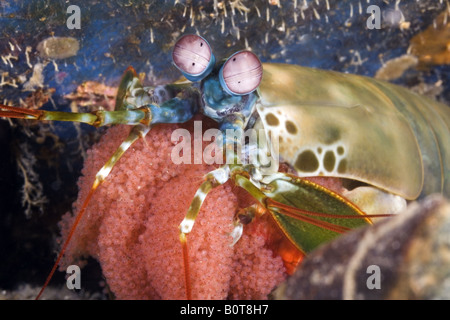 mantis shrimp punch slow motion