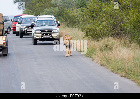 A lion walks on the road followed by a long stream of cars in Kruger NP Stock Photo