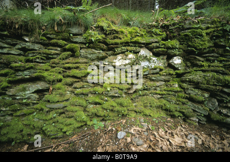 Green moss grows on an abandoned stone wall in the Lozere region of France Stock Photo