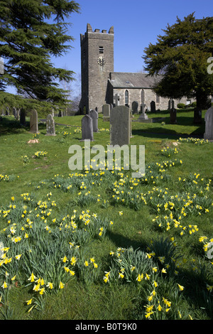WILD DAFFODILS Narcissus pseudonarcissus Native variety in churchyard Lake District in spring Cumbria UK Stock Photo