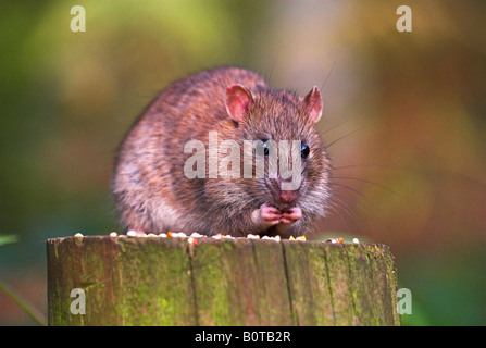 brown rat feeding on bird seed at stockgrove country park uk Stock Photo