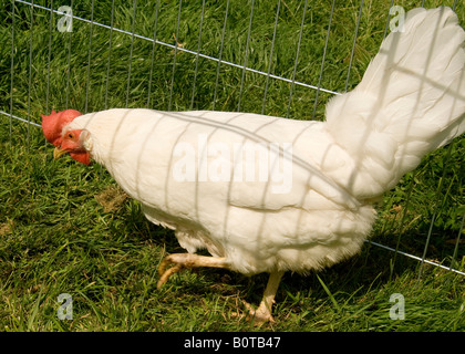 Closeup of white Leghorn breed of chicken Gallus gallus domesticus in grass outdoors in the sun Stock Photo