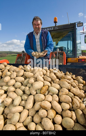 Farmer inspecting seed potato s loaded into hopper before planting Penrith Cumbria Stock Photo