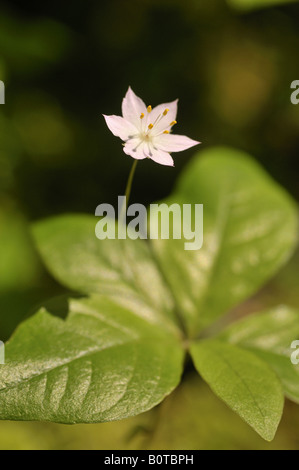 Western Starflower Trientalis latifolia (syn. Trientalis borealis in the forest shade Stock Photo