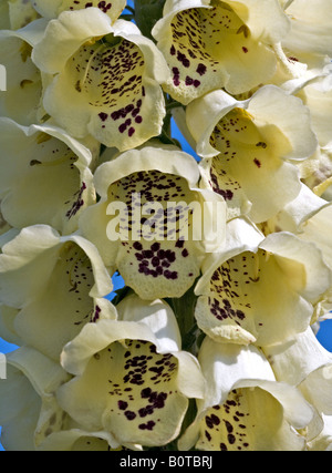 Cream Foxglove Stock Photo