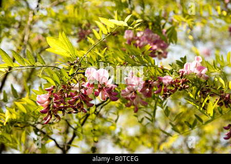 Pink flowers and new spring leaves of false acacia tree Robinia pseudoacacia Decaisneana Stock Photo