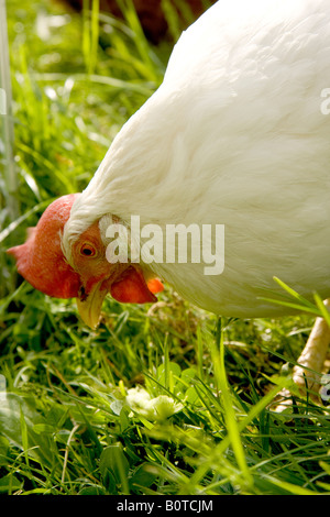 Closeup of white Leghorn breed of chicken Gallus gallus domesticus in grass outdoors in the sun Stock Photo
