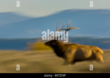 Bull Elk running through grass field Grand Teton National Park Wyoming Stock Photo