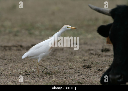 Cattle egret Bubulcus ibis spring Spain Stock Photo