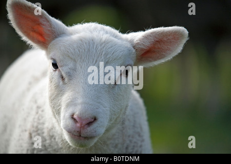 Lamb in Spring Stock Photo