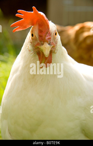 Closeup of white Leghorn breed of chicken Gallus gallus domesticus in grass outdoors in the sun Stock Photo