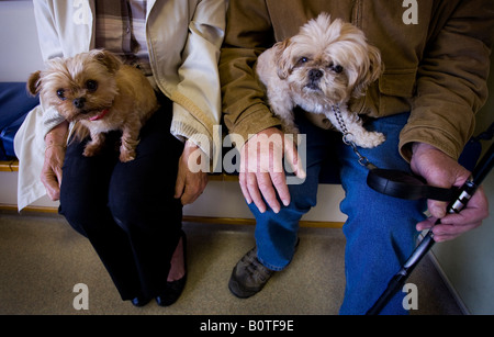 Two dogs sit on there owners laps in a veterinary clinic waiting room. Picture by James Boardman Stock Photo