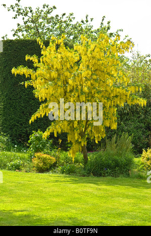 Glorious flowering Laburnum x watereri Vossii in May showing its beauty against darker conifer hedge Stock Photo