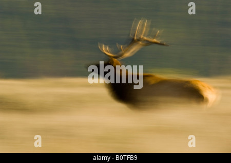 Bull Elk running through grass field Grand Teton National Park Wyoming Stock Photo