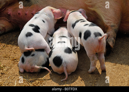Four Gloucester Old Spot piglets feeding. UK. Stock Photo