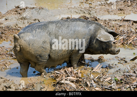 A pig in mud puddle Burma Myanmar Stock Photo