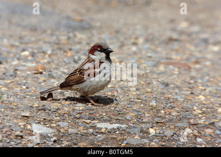 Male House sparrow Passer domesticus standing on farm track looking alert Sutton Bedfordshire Stock Photo