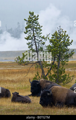 American Bison Buffalo herd at Buscuit Basin Yellowstone National Park Wyoming Stock Photo