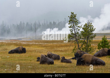 American Bison Buffalo herd at Buscuit Basin Yellowstone National Park Wyoming Stock Photo