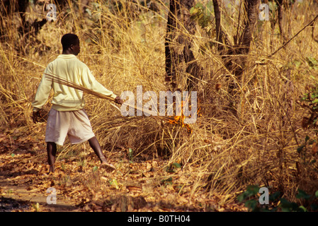 Western Ivory Coast, Cote d' Ivoire, West Africa.  Young Man Setting Bush Fire. Stock Photo