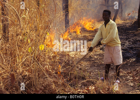 Western Ivory Coast, Cote d' Ivoire, West Africa.  Young Man Setting Bush Fire. Stock Photo