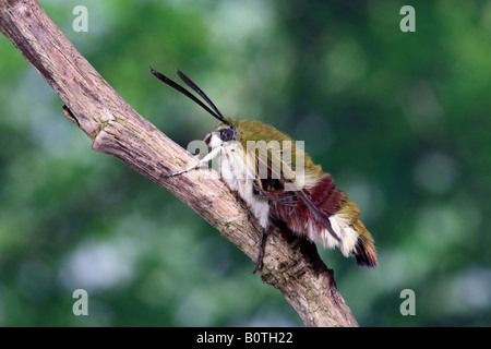 Broad-bordered Bee Hawk-moth Hemaris fuciformis at rest Stock Photo